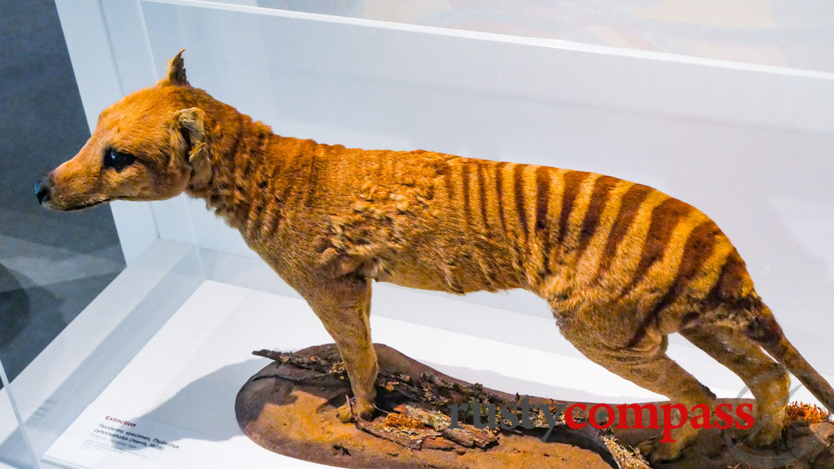 Extinct - Tasmanian Tiger -Chau Chak Wing Museum, Sydney